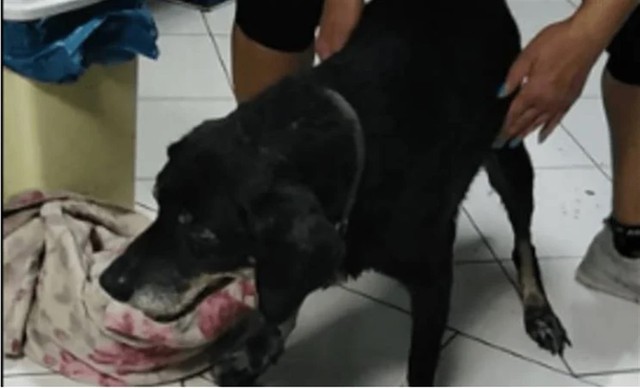 Κρήτη: Αλυσόδεσε σκύλο σε προφυλακτήρα αυτοκινήτου και τον έσερνε – Οργή για τη νέα υπόθεση κακοποίησης ζώου
